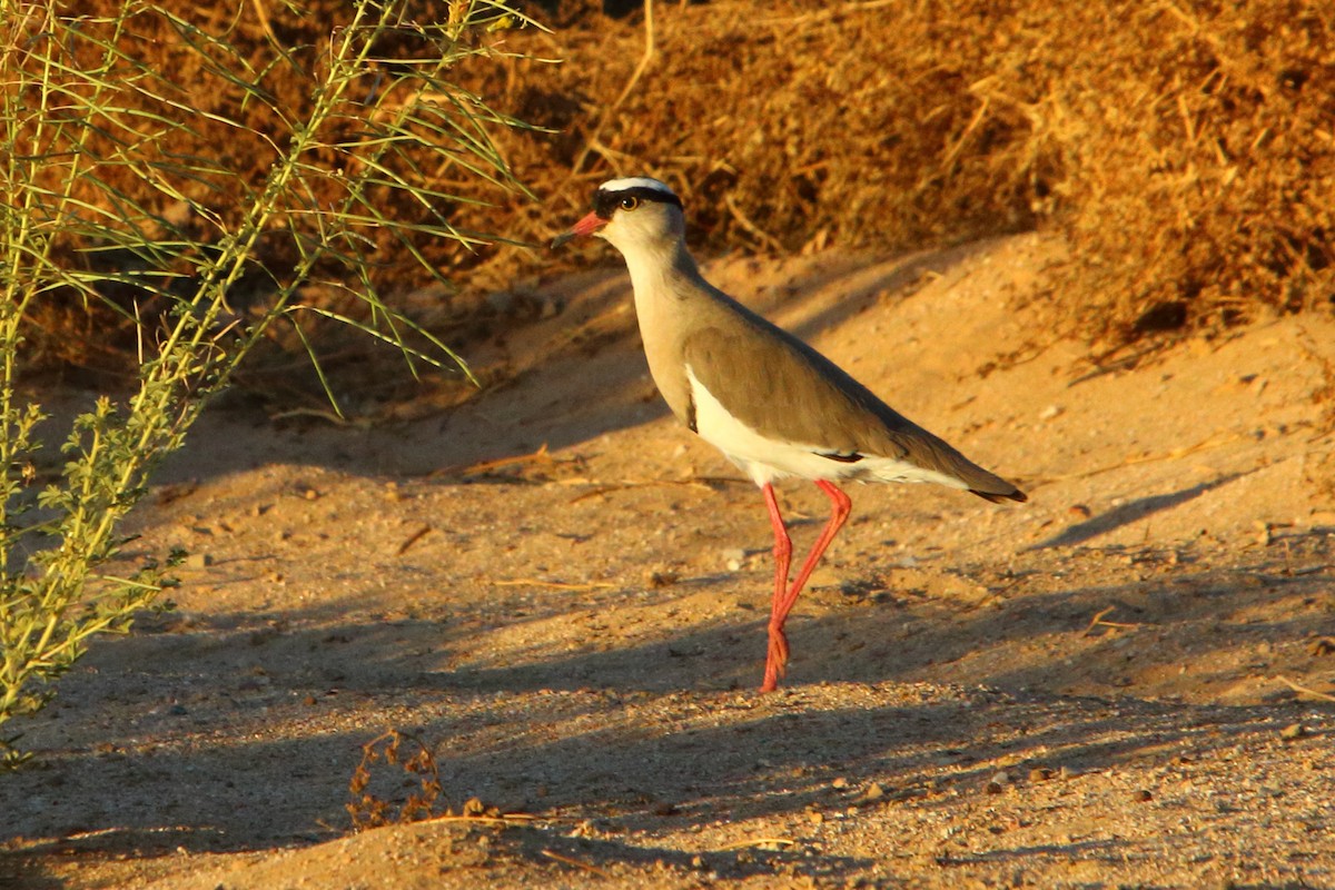 Crowned Lapwing - ML646894600