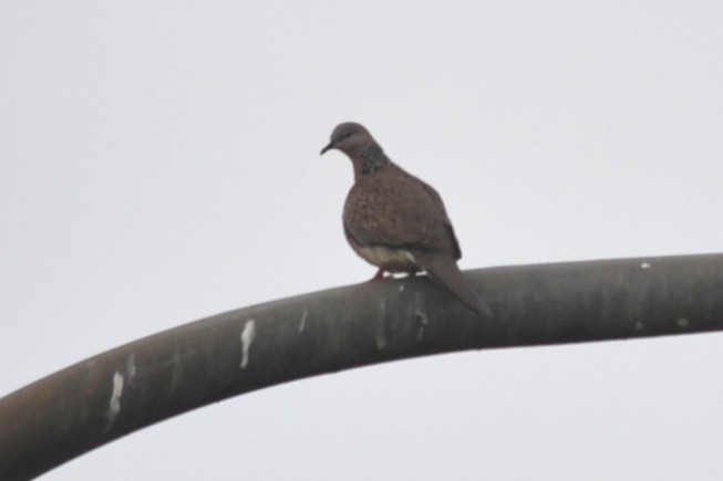 珠頸斑鳩 - ML646894601