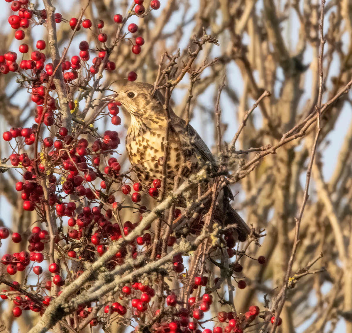 Misteldrossel - ML646894602