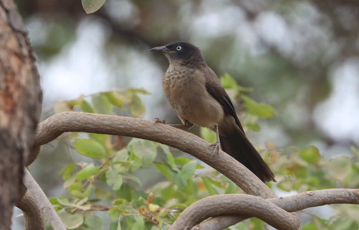 Blackcap Babbler - ML646894604