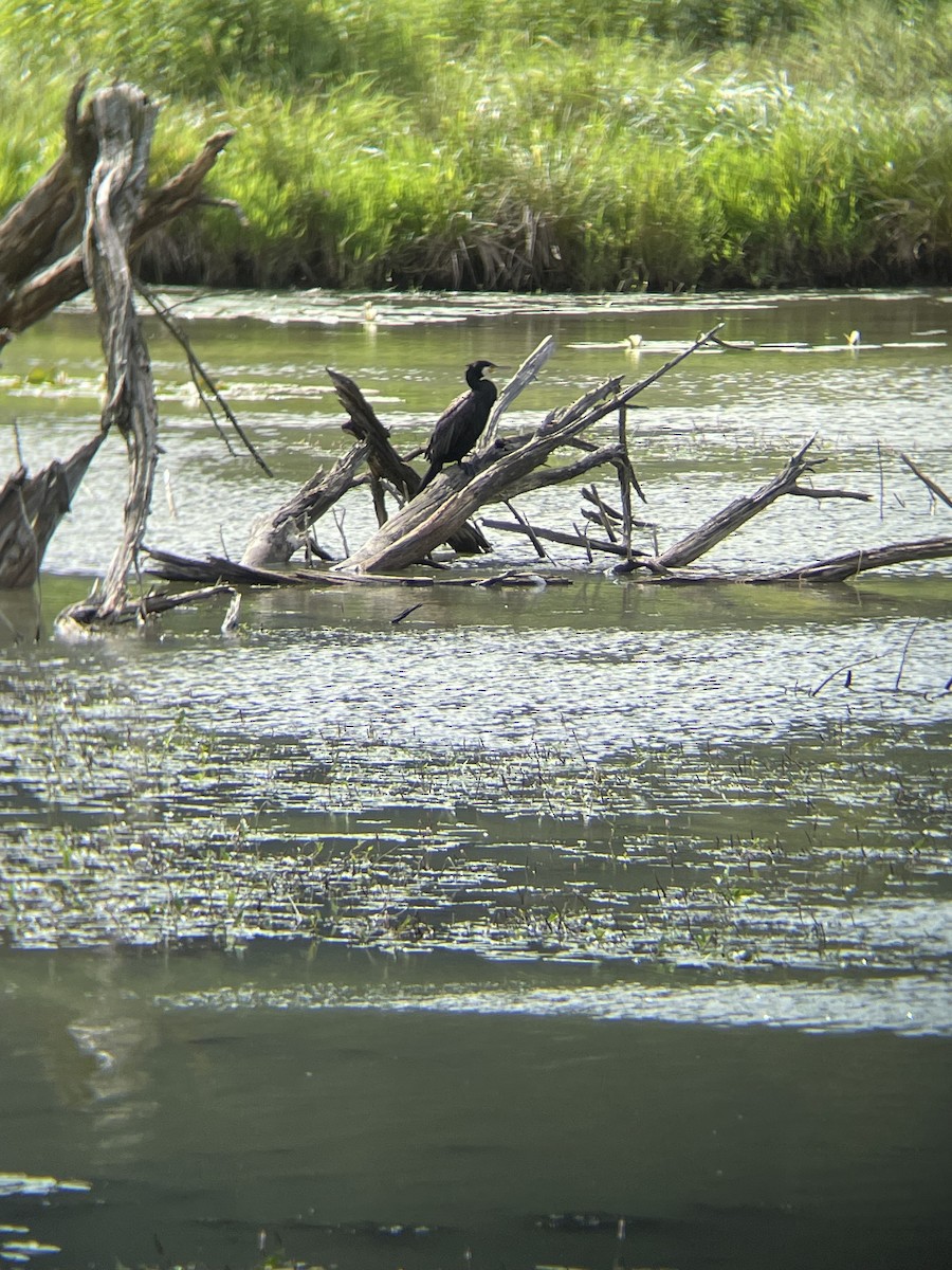 鸕鷀 - ML646894605