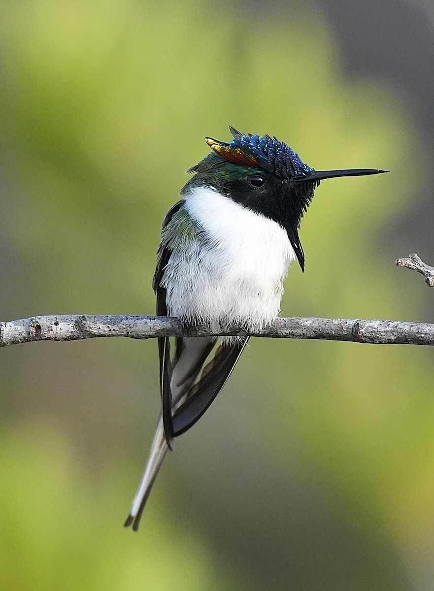 Horned Sungem - ML646894606