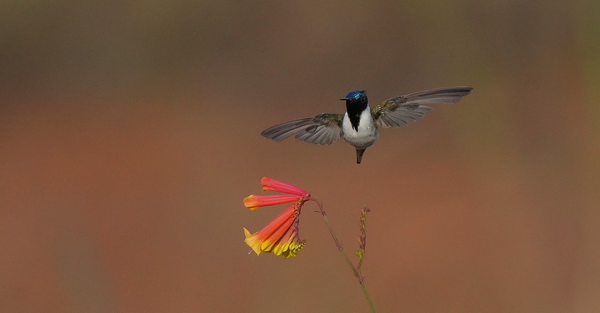 Horned Sungem - ML646894607