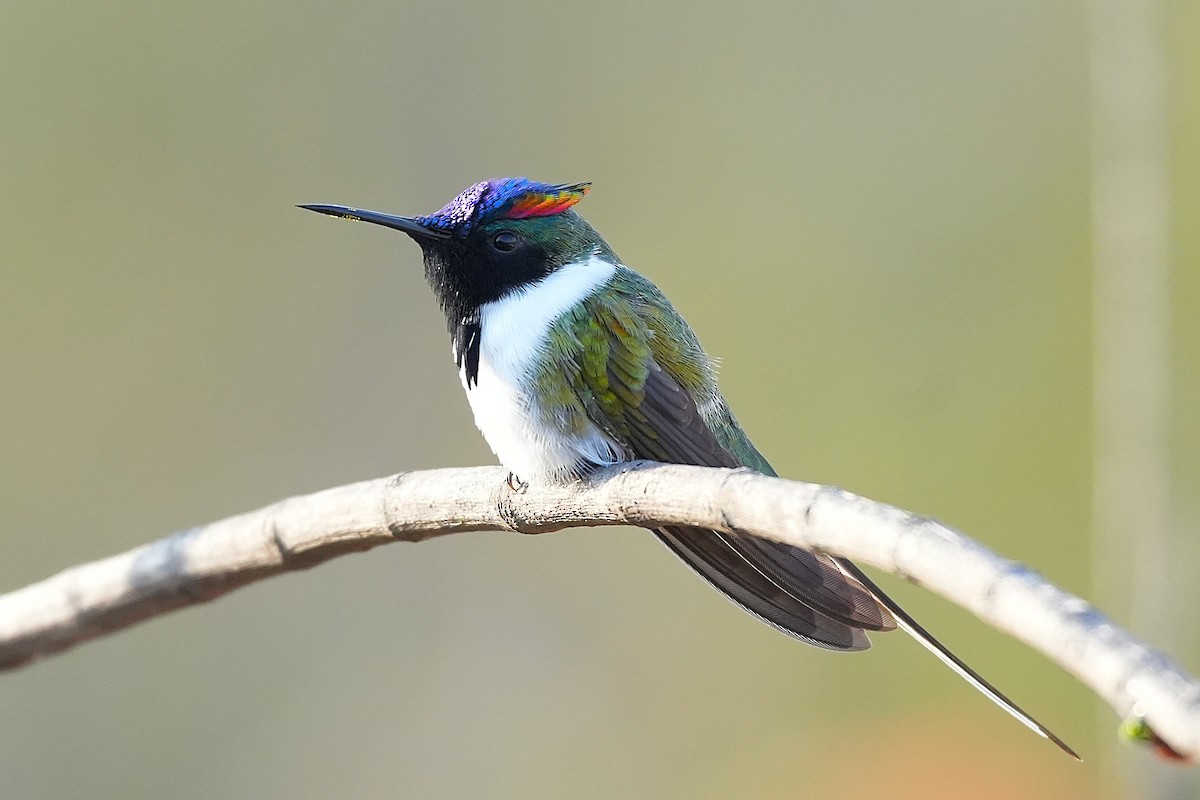 Horned Sungem - ML646894608