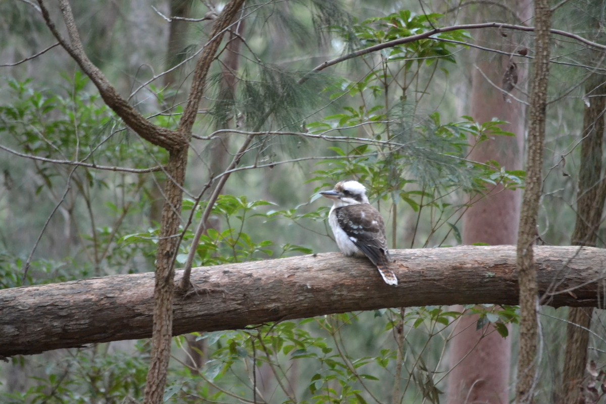 Laughing Kookaburra - ML646894609
