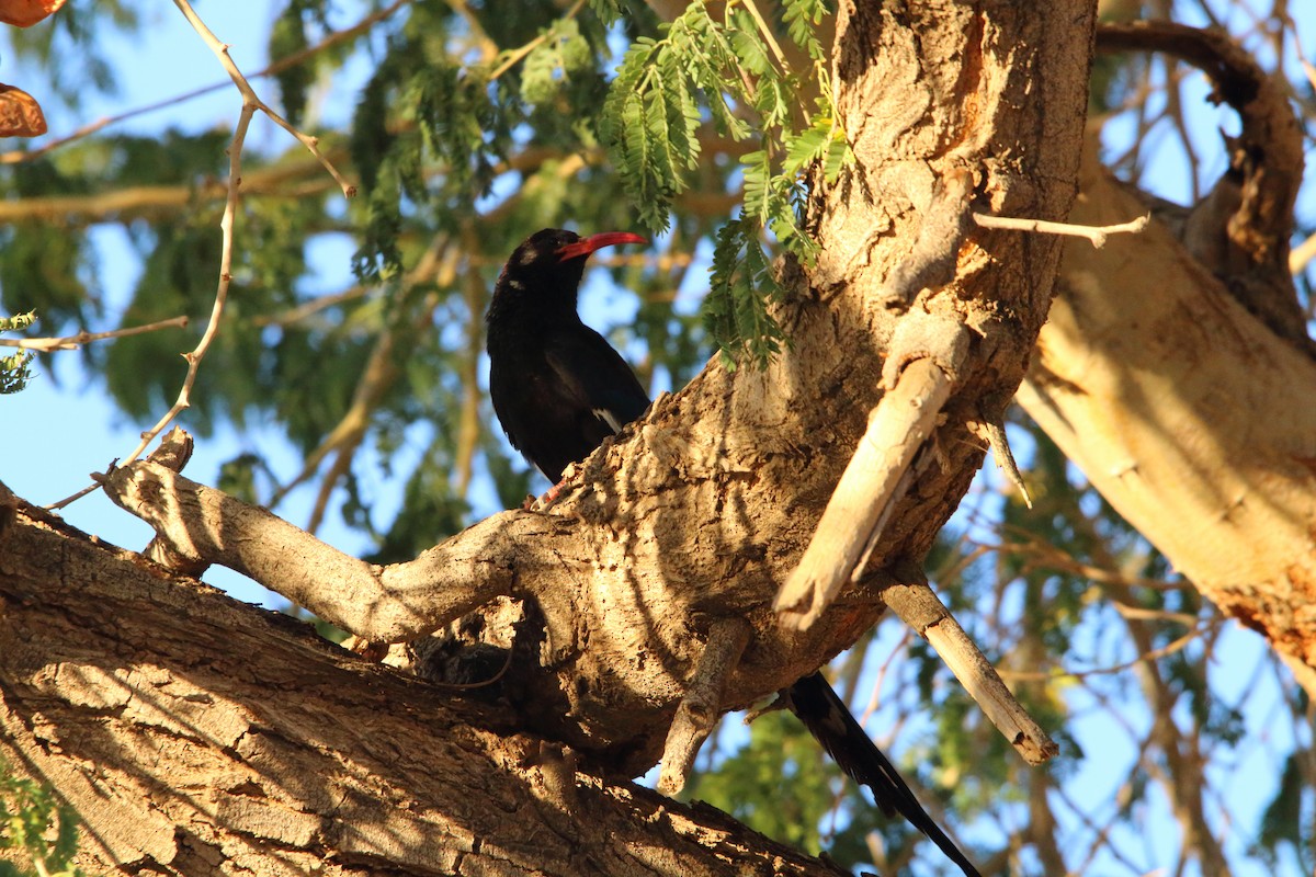 Violet Woodhoopoe - ML646894610