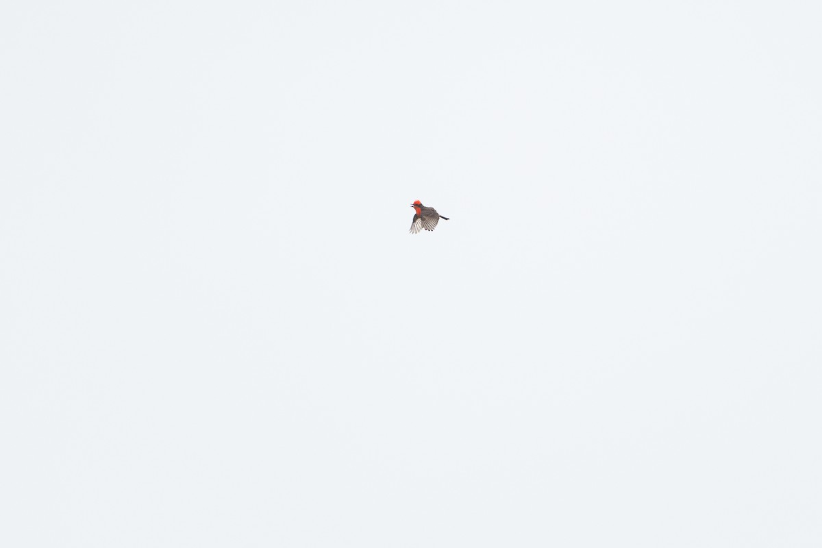 Vermilion Flycatcher - ML646894611