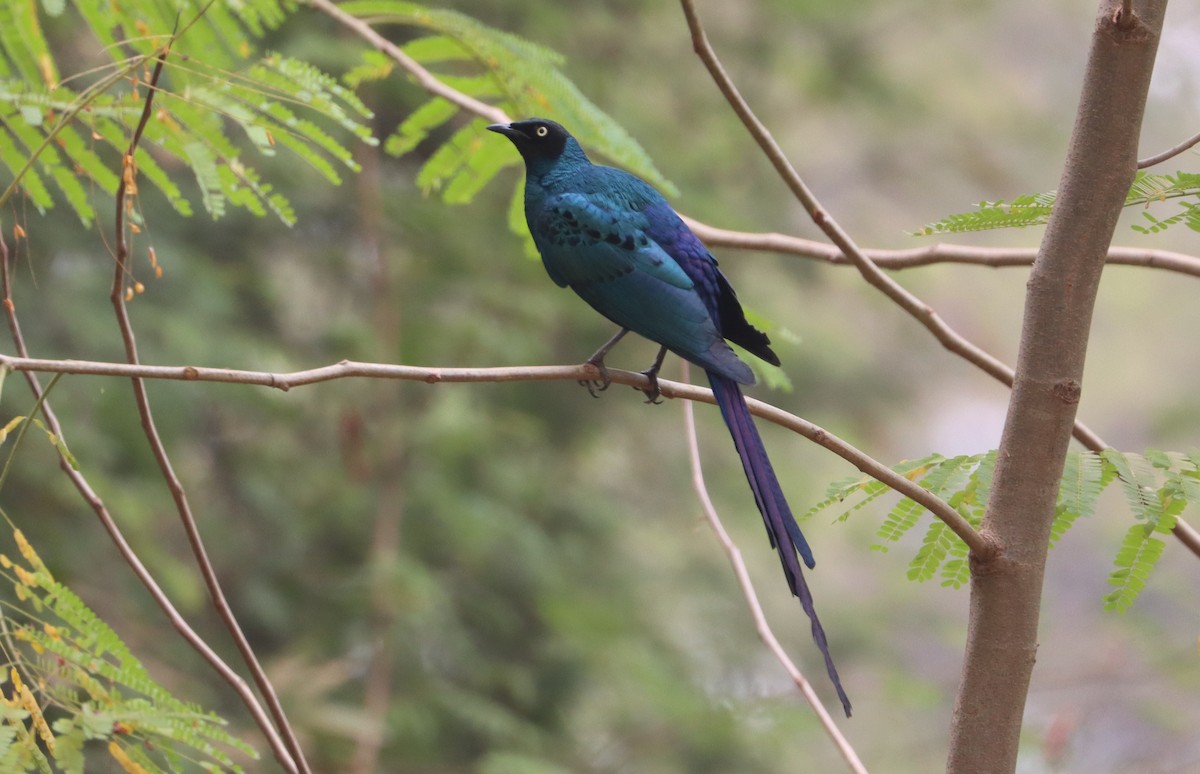 長尾麗椋鳥 - ML646894612