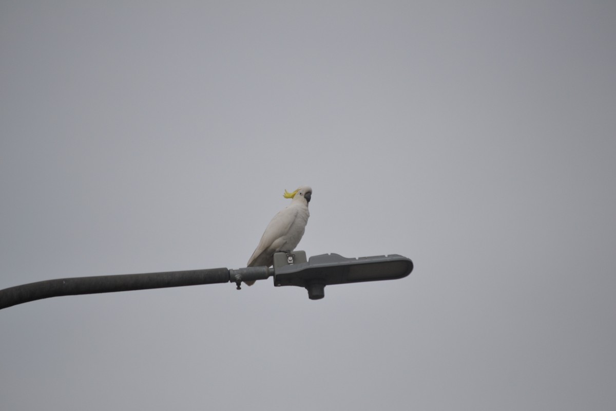 葵花鳳頭鸚鵡 - ML646894616