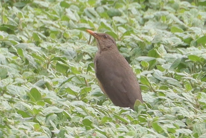 African Thrush - ML646894617