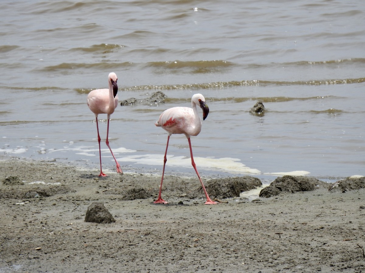 Lesser Flamingo - ML646894618