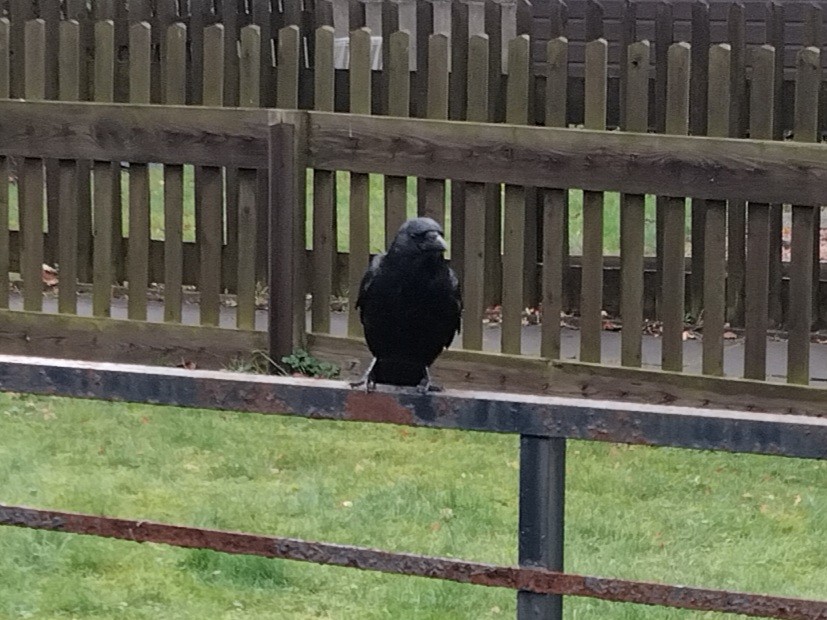 小嘴烏鴉 - ML646894619