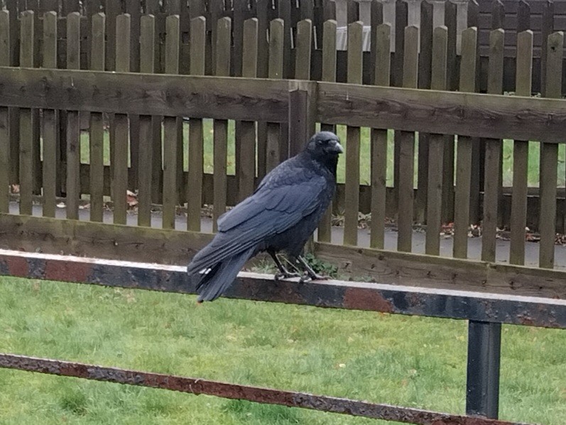 小嘴烏鴉 - ML646894620