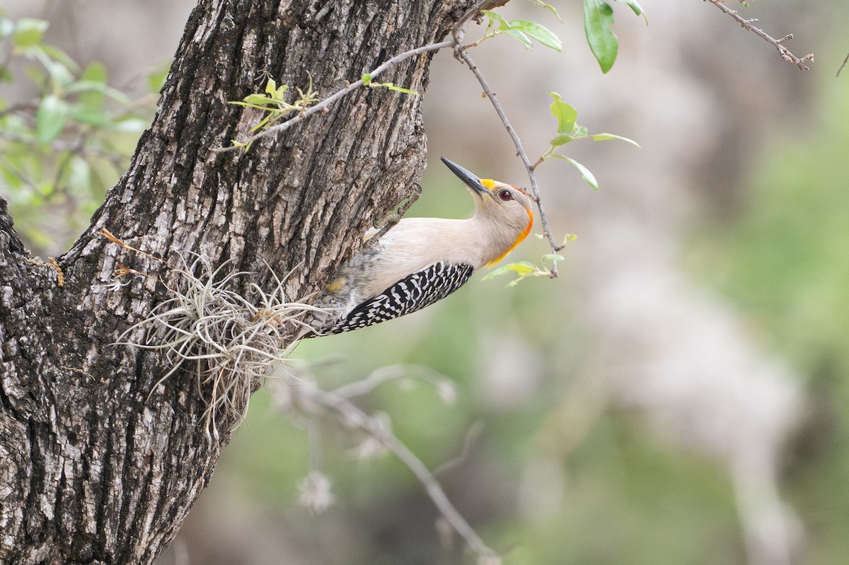 Golden-fronted Woodpecker - ML646894621