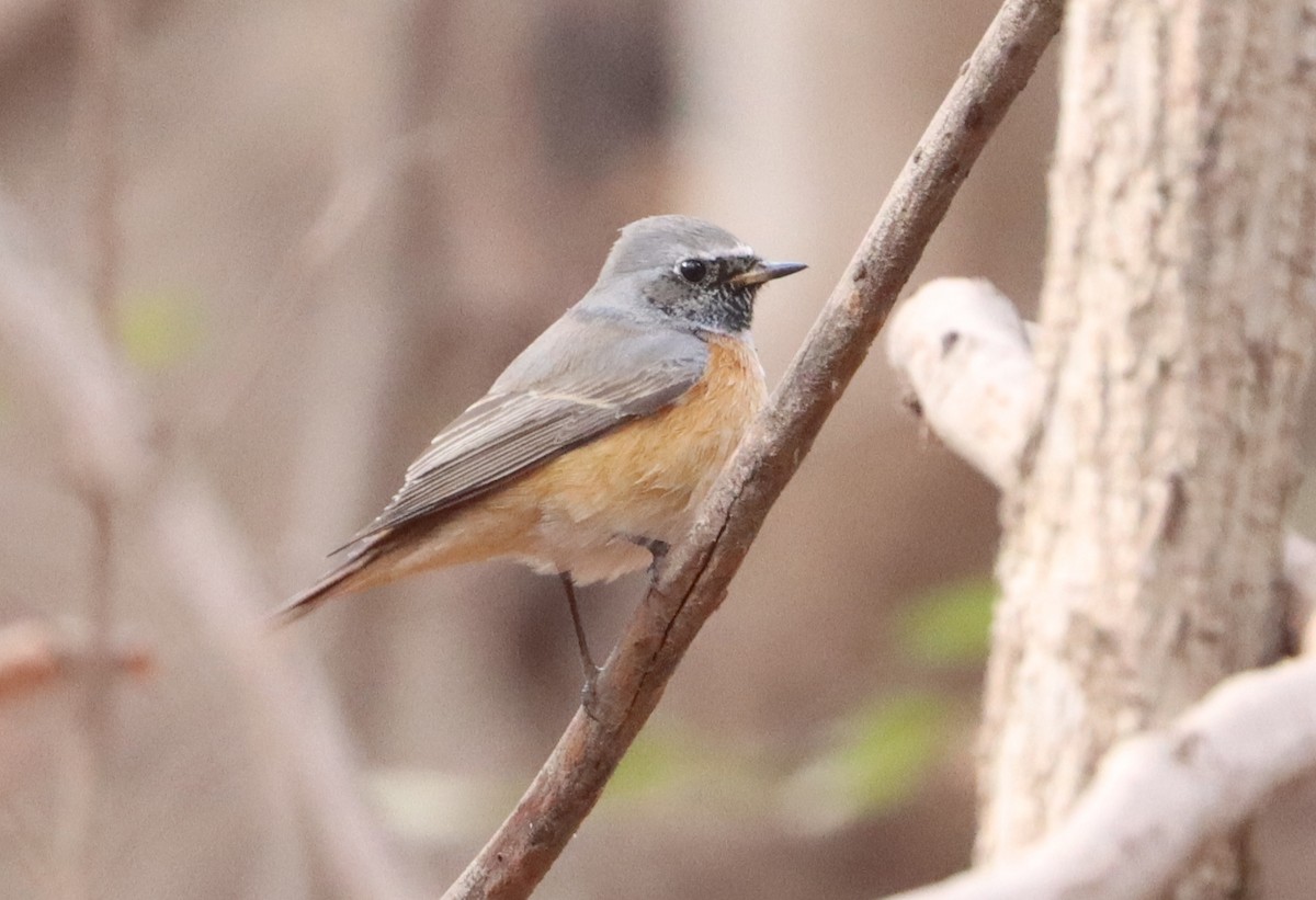 Common Redstart - ML646894622