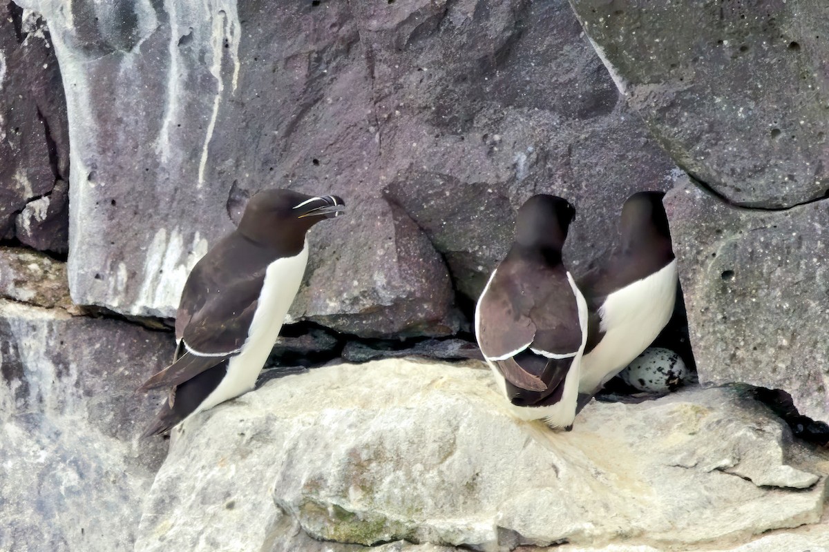 Razorbill - ML646894623