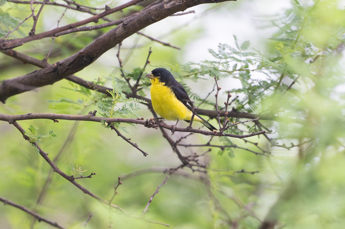 Lesser Goldfinch - ML646894624