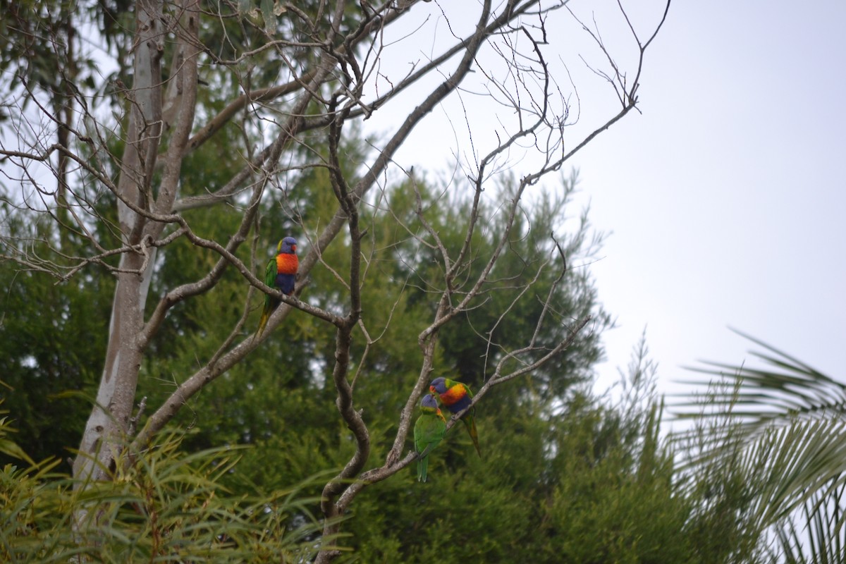 彩虹吸蜜鸚鵡 - ML646894627