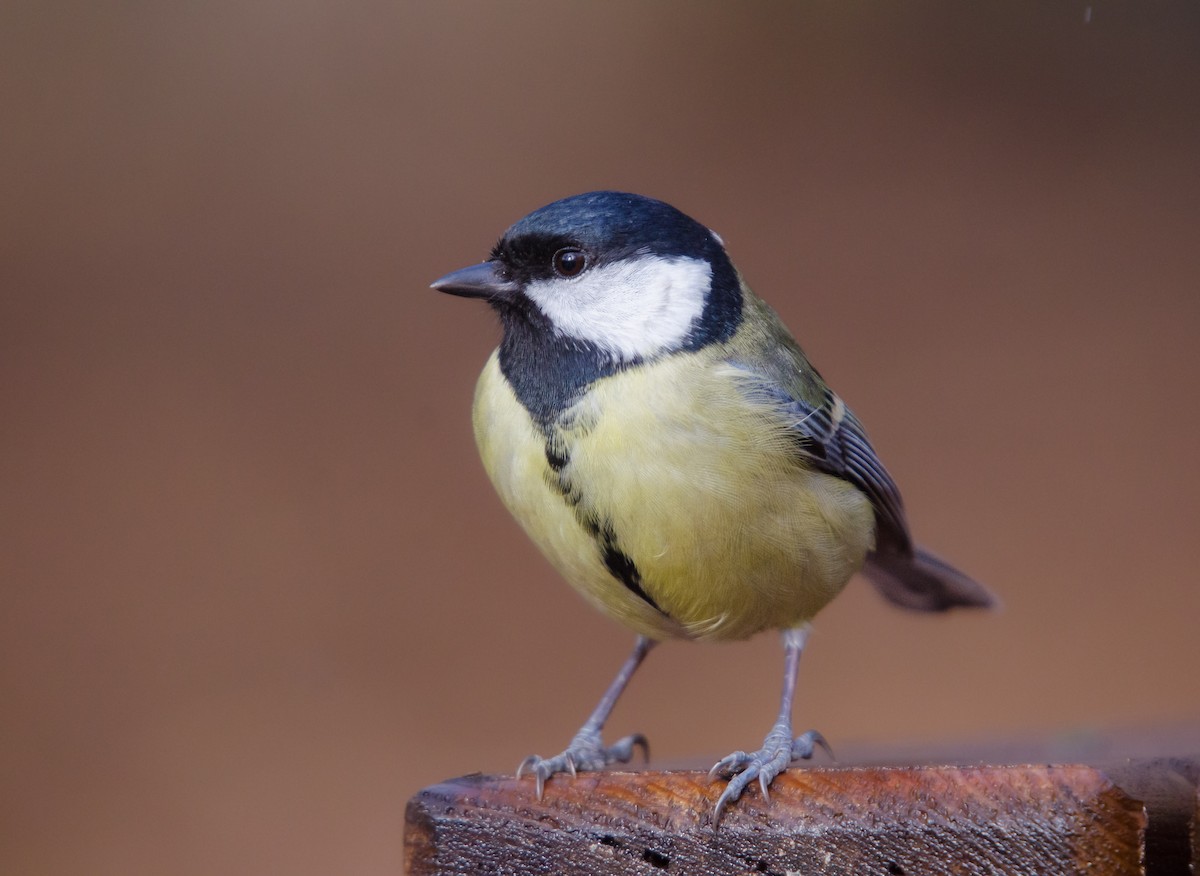 Great Tit - ML646894628