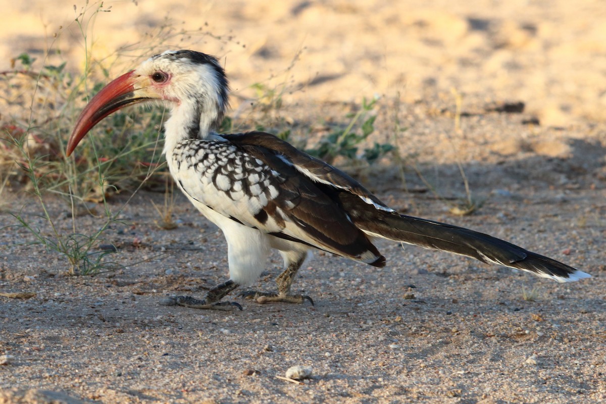 Damara Red-billed Hornbill - ML646894629