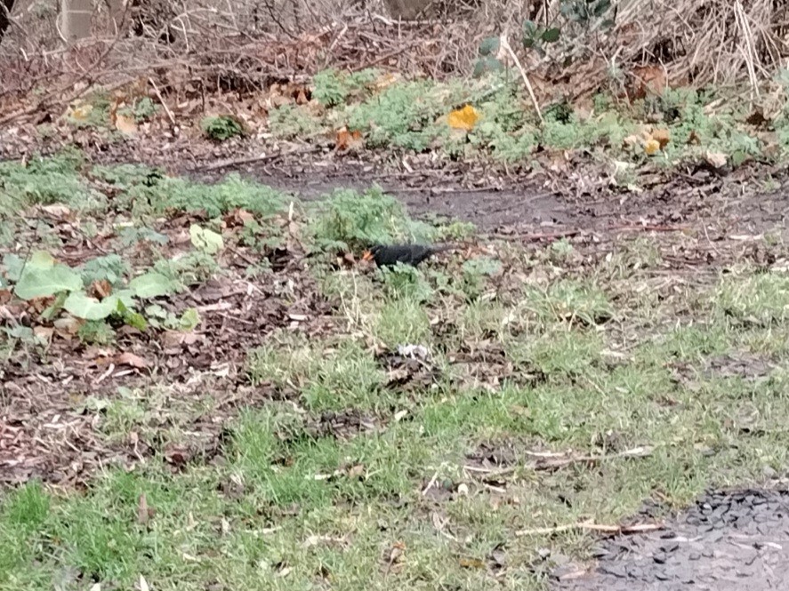 Eurasian Blackbird - ML646894630