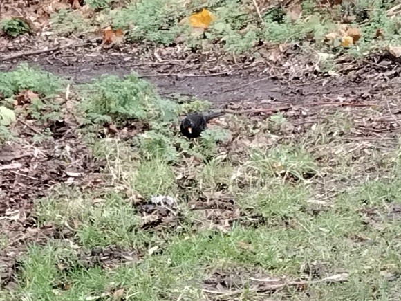 Eurasian Blackbird - ML646894631