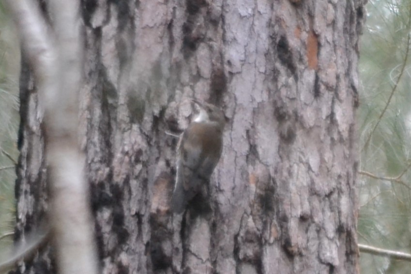 White-throated Treecreeper - ML646894632