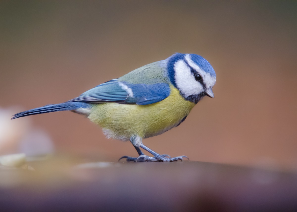 Eurasian Blue Tit - ML646894634