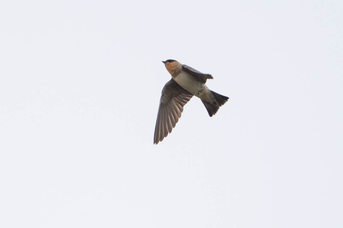 Cave Swallow - ML646894635