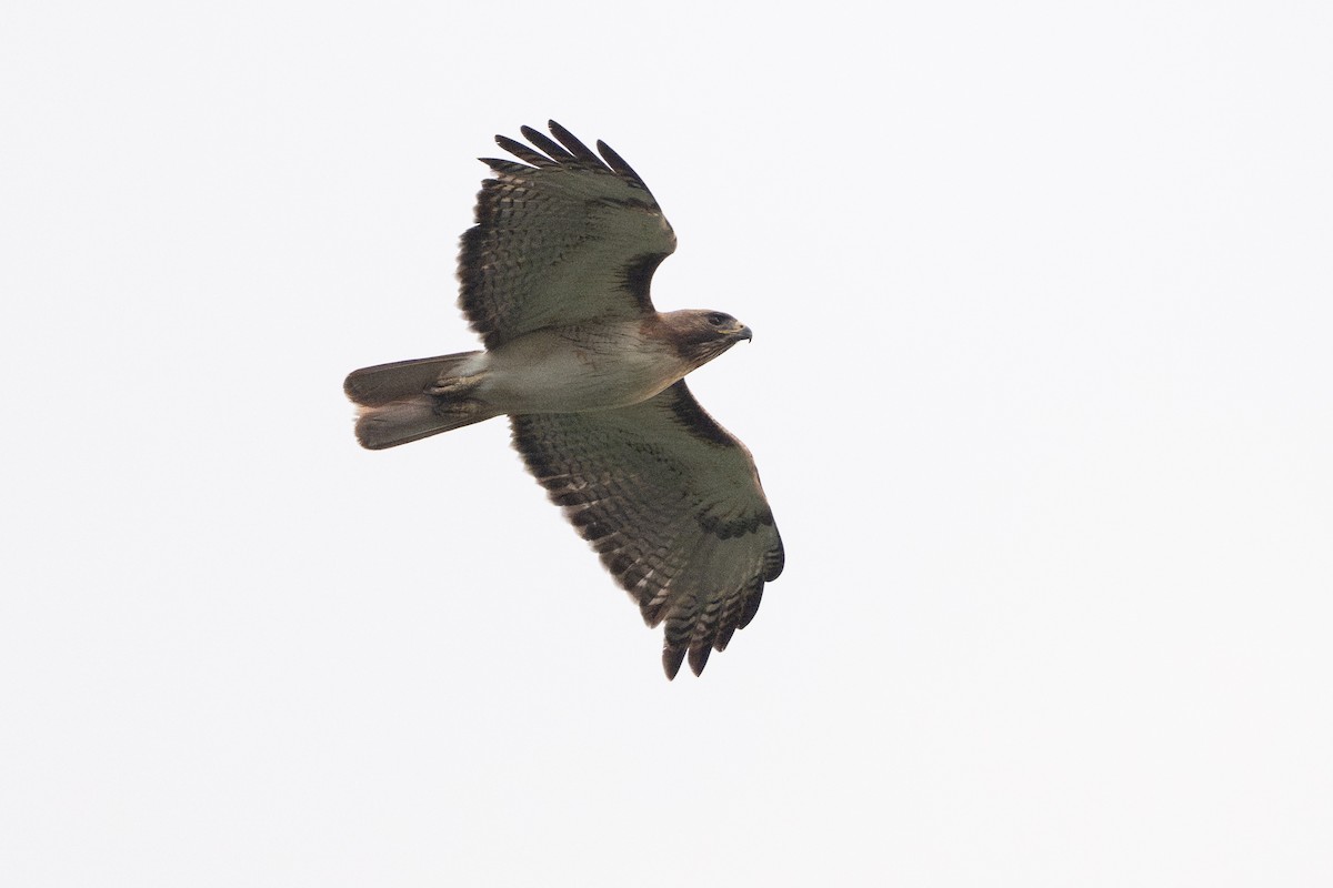 Краснохвостый канюк - ML646894638