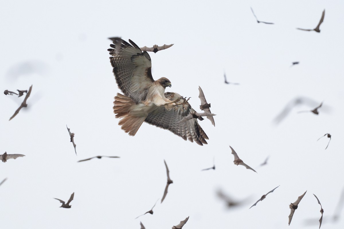 Краснохвостый канюк - ML646894639