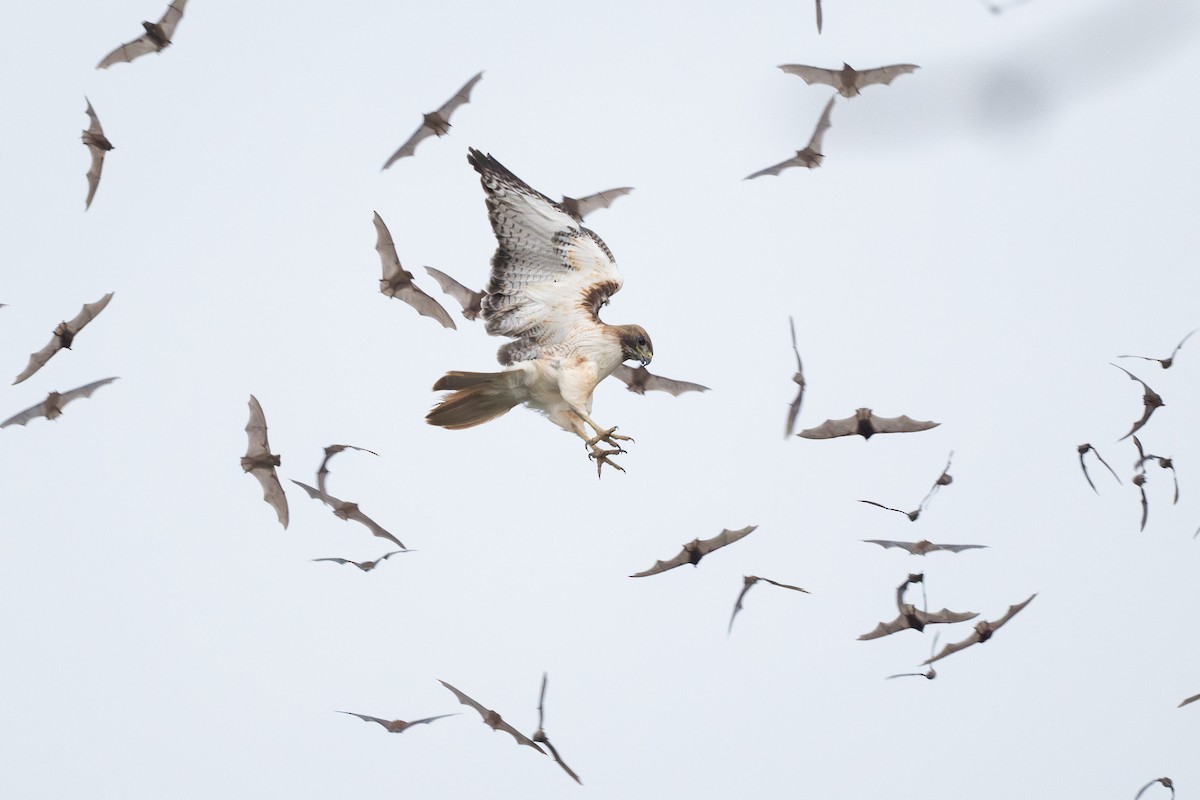 Краснохвостый канюк - ML646894640