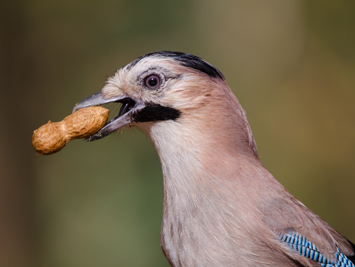 Сойка - ML646894642