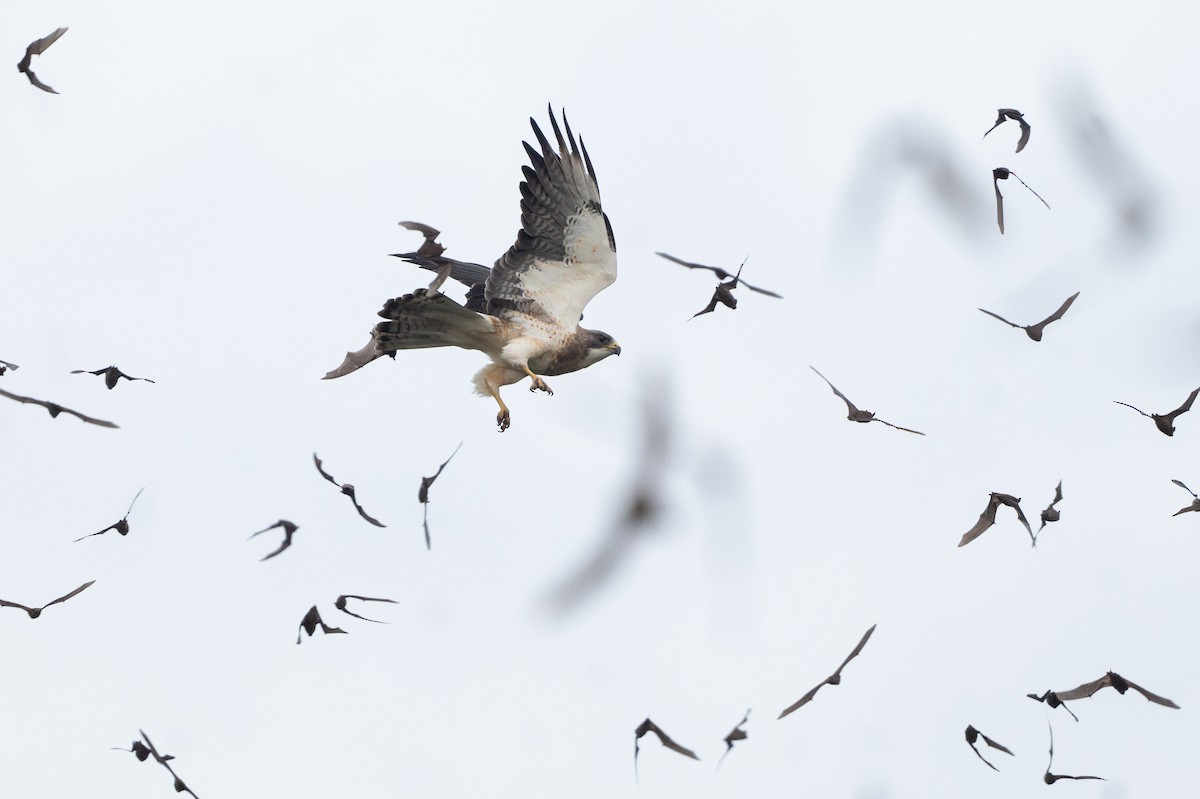 Свенсонов канюк - ML646894646