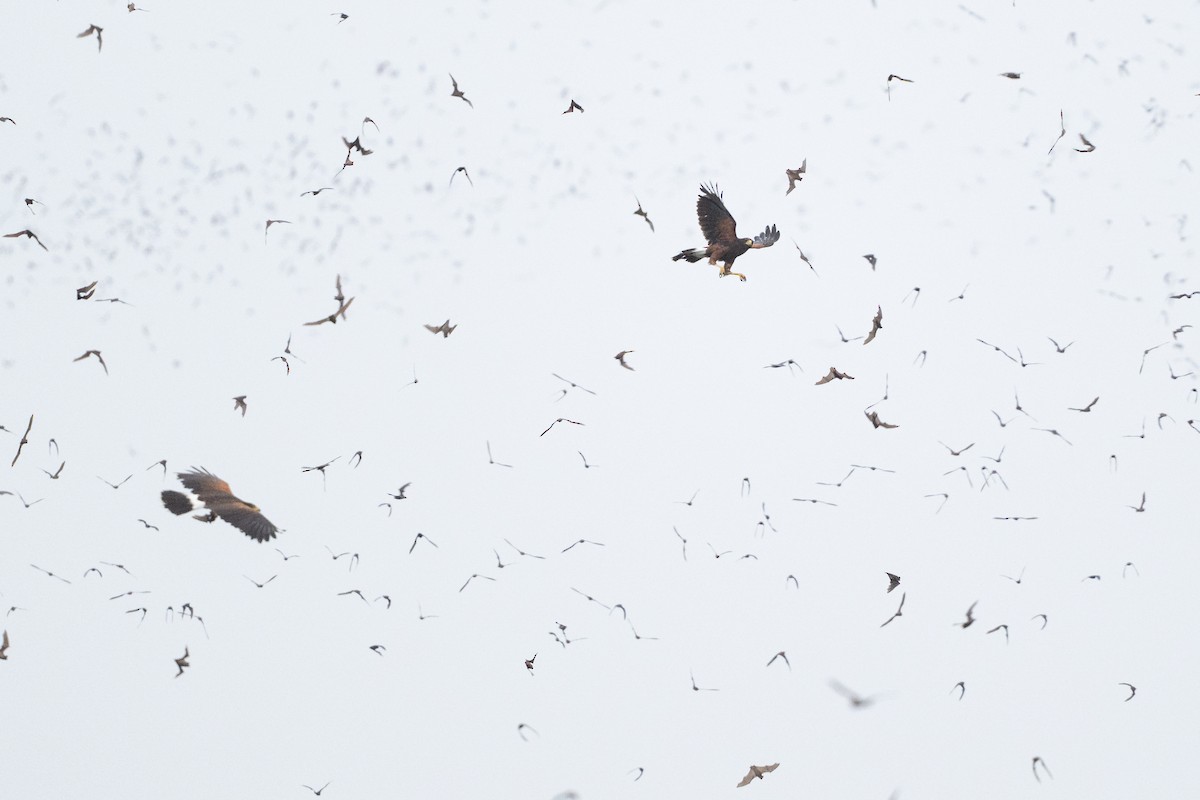 Орлиный канюк - ML646894647