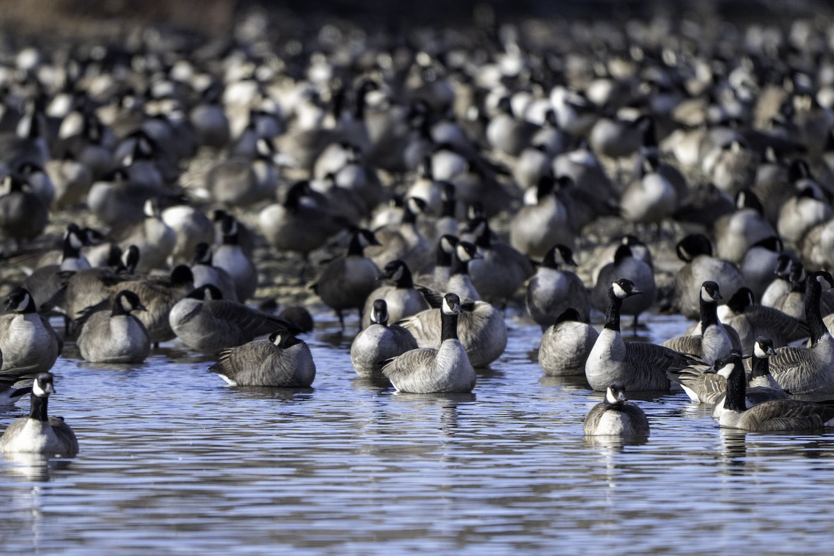 Малая канадская казарка - ML646894649