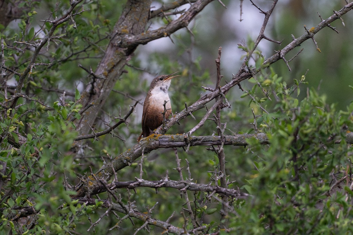Каньонный крапивник - ML646894650