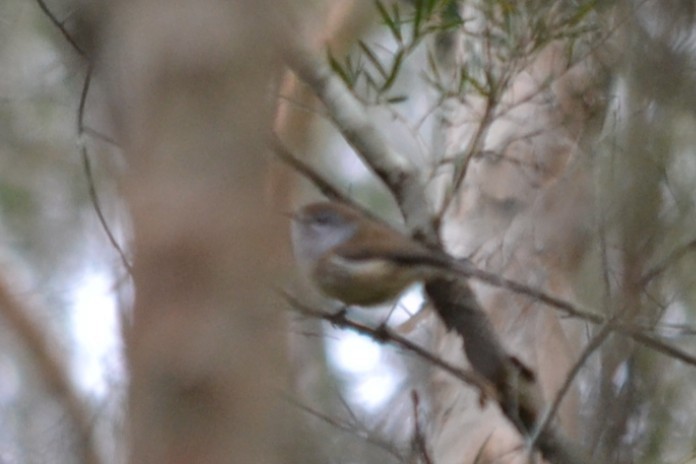 Серощёкая геригона - ML646894651