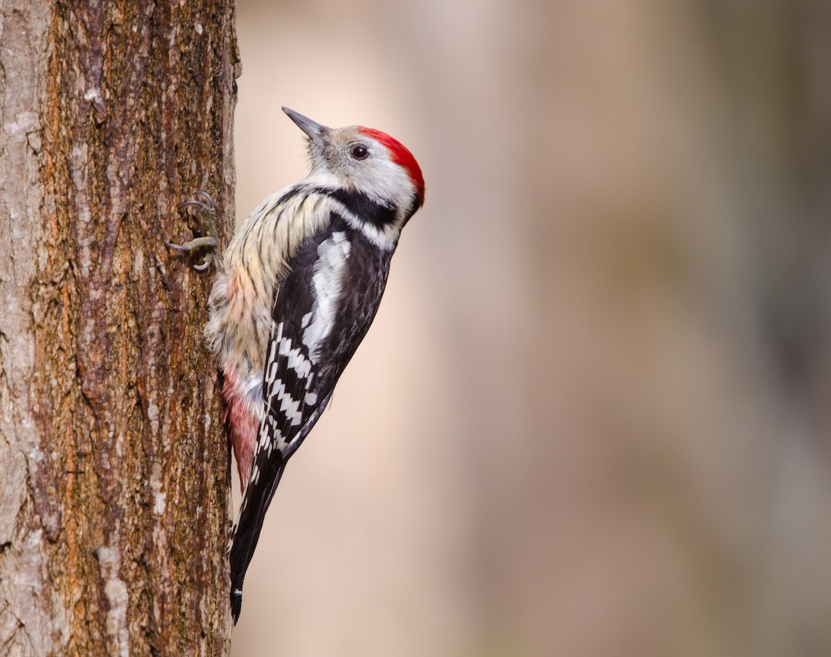 Средний пёстрый дятел - ML646894652