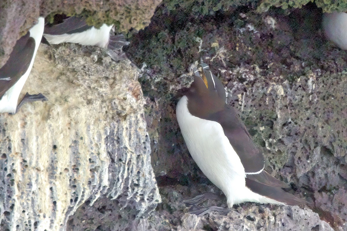 Гагарка - ML646894653