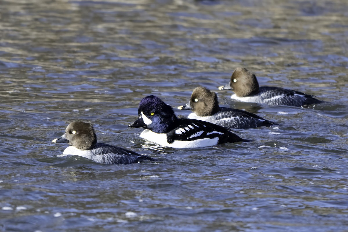 Исландский гоголь - ML646894657