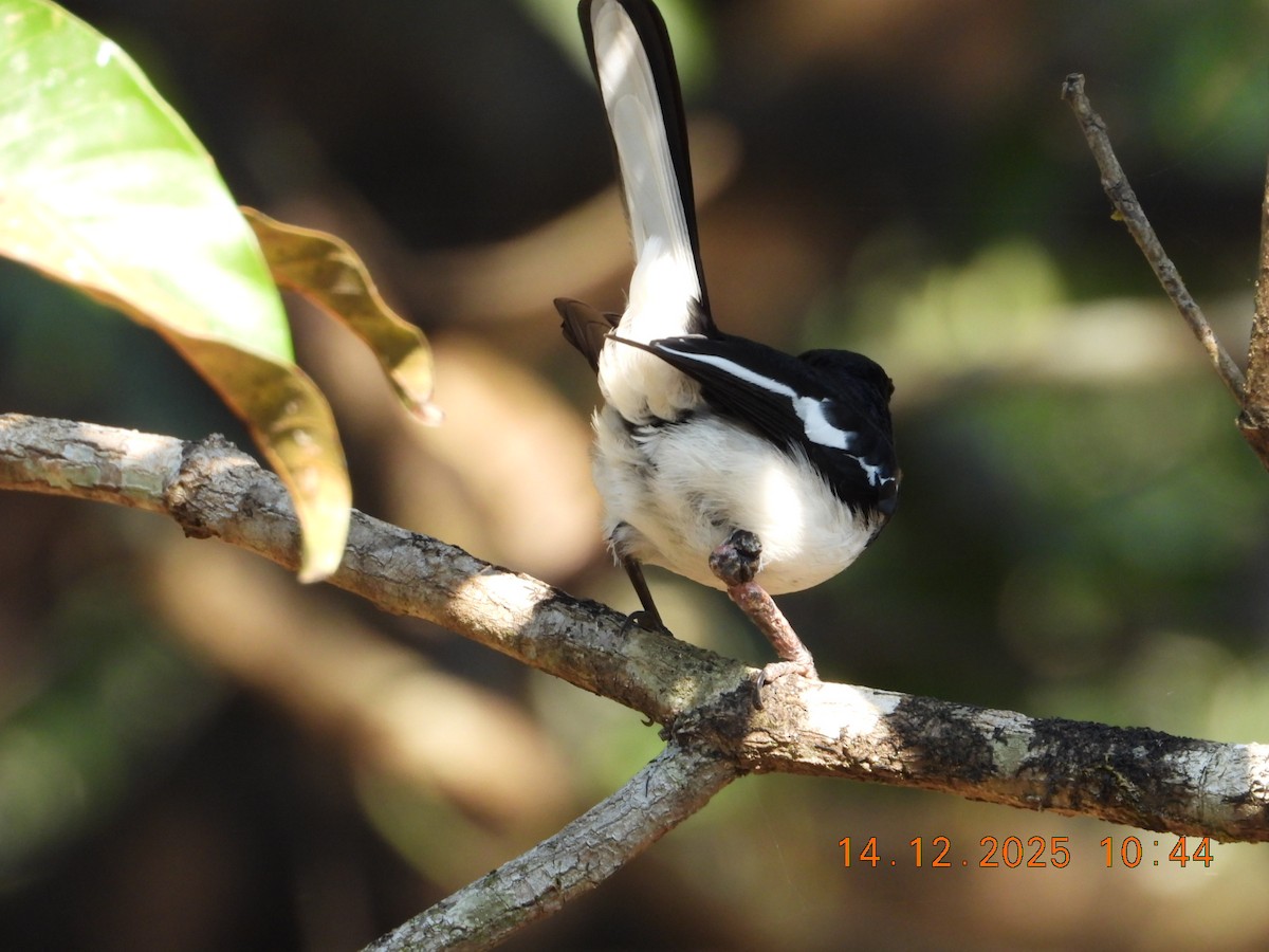 Сорочий шама - ML646894658