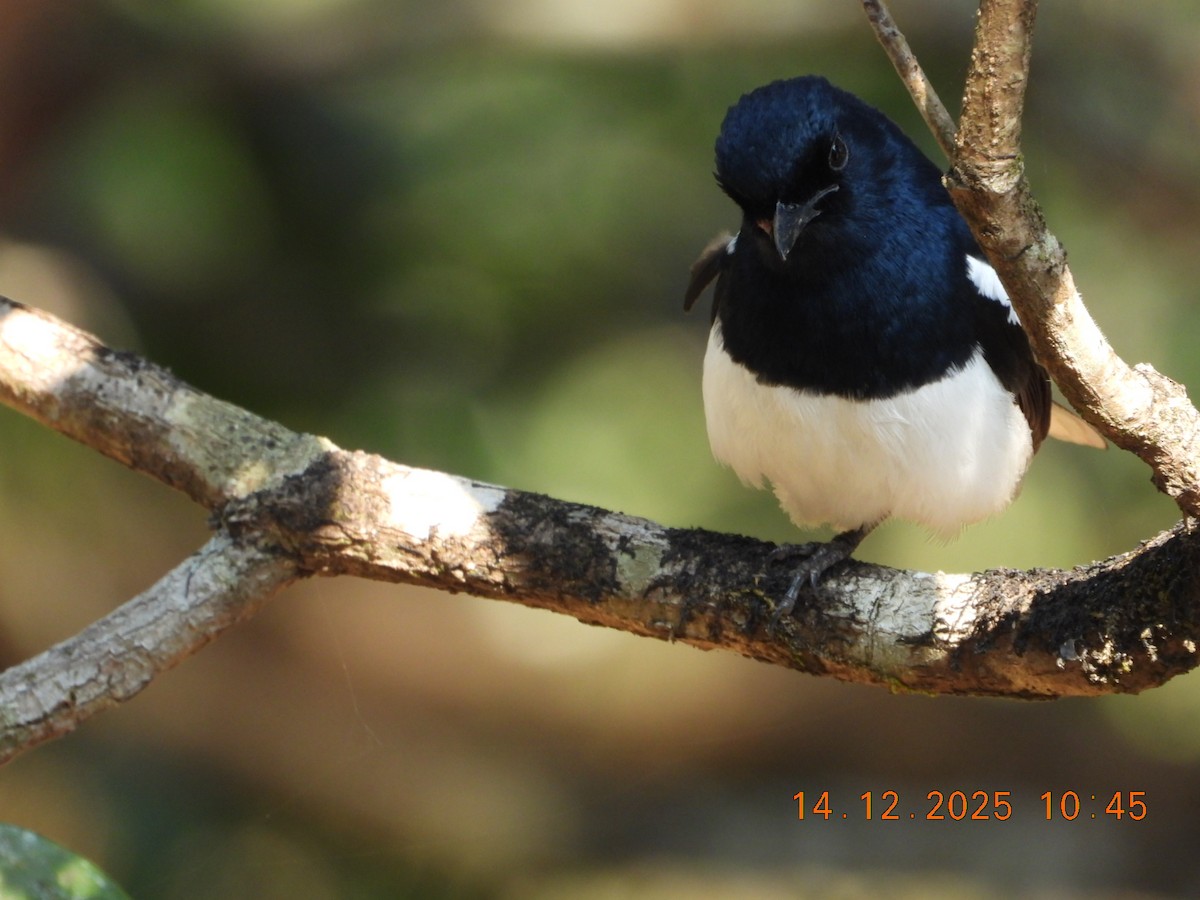 Сорочий шама - ML646894659