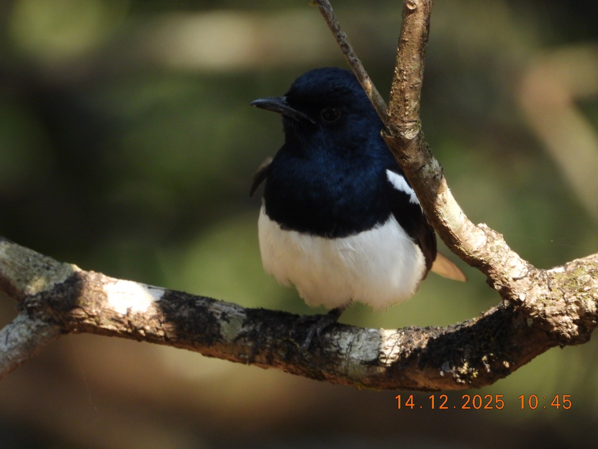 Сорочий шама - ML646894660