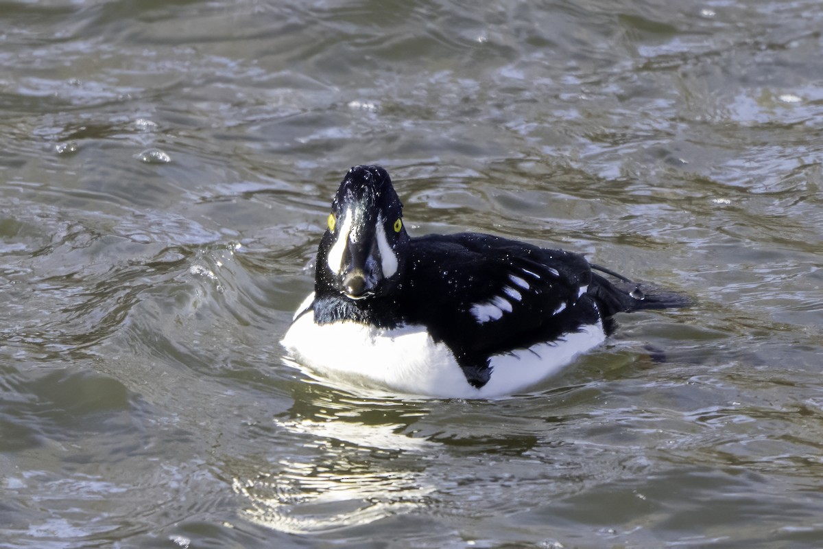 Исландский гоголь - ML646894661