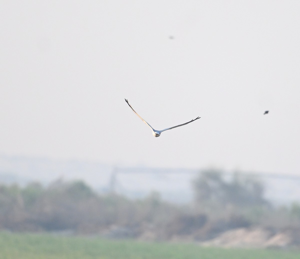 Степной лунь - ML646894662