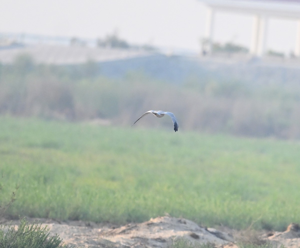 Степной лунь - ML646894663