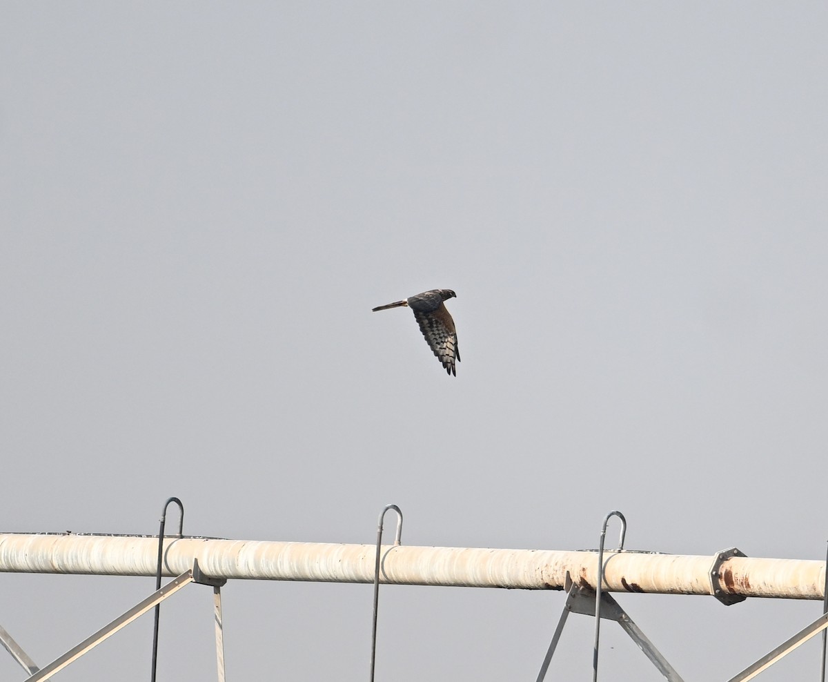 Луговой лунь - ML646894664