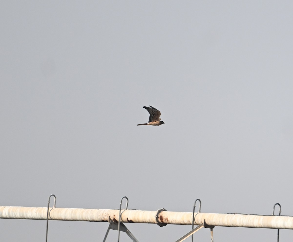 Луговой лунь - ML646894665