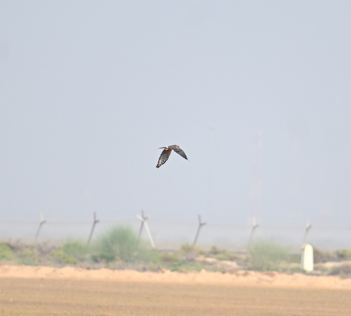 Луговой лунь - ML646894666